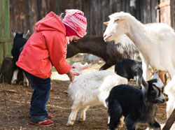 picture of little girl petting a baby goat
